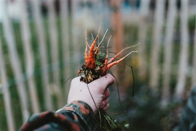 Овладяване на изкуството на плевене: Ръководство за използване на инструмент ...
